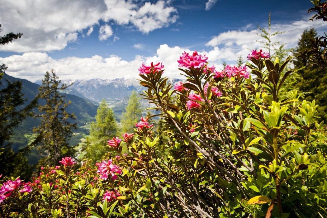 Été_Fleurs_Rhododendrons_Alpes_c_OtztalTourismus